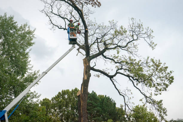 Emergency Storm Tree Removal in West Easton, PA